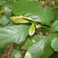 Mallotus resinosus (Blanco) Merr.